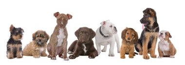 large group of puppies on a white background.from left to right, Yorkshire terrier,mixed breed boomer, pitbull terrier,chocolate labrador,French bulldog, dachshund,German shepherd and an English bulldog clipart