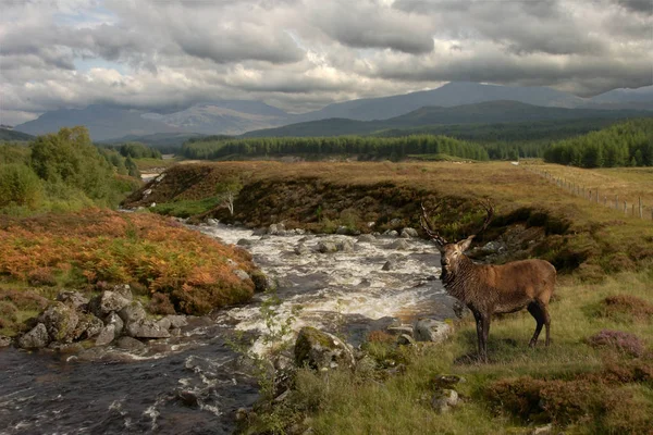 Red Deer Stag Pauses River Glen Roy Scottish Highlands — Stock Photo, Image