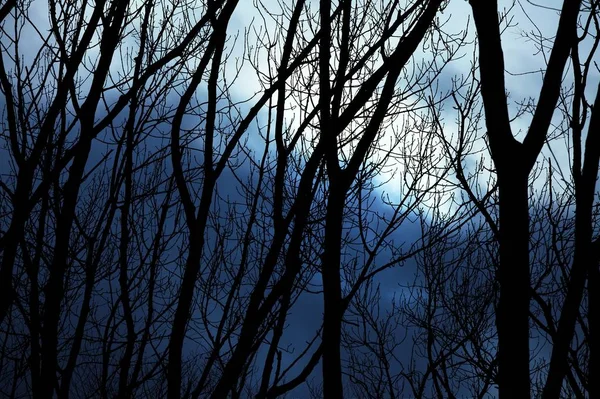 Kala Löv Lösa Träd Mot Vinter Skymning Himmel — Stockfoto