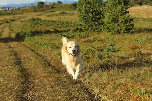 Altın Retriever Hund Köpek — Stok fotoğraf