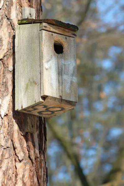 Vogels Huis Een Bos — Stockfoto