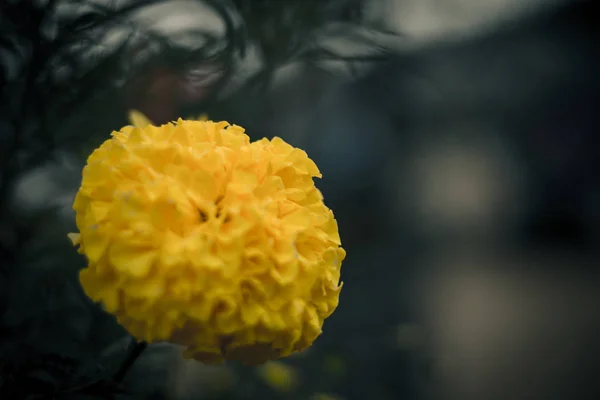 Caléndula Amarilla Tagetes Erecta Solo Amarillo Rizado Arden Flor Macro —  Fotos de Stock