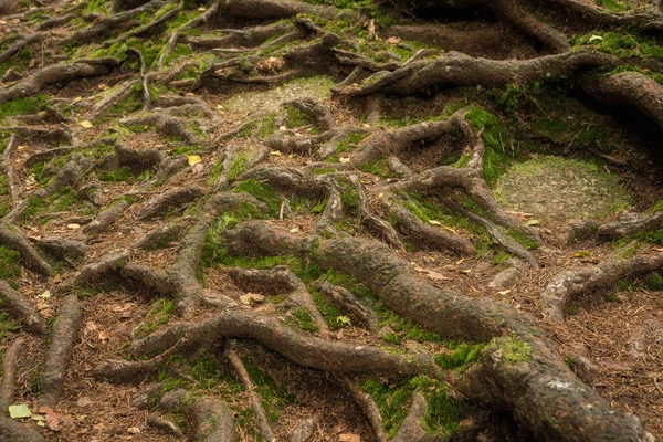 Muchas Raíces Árbol Bosque — Foto de Stock