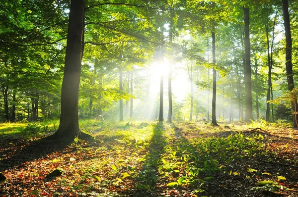 Осенний Рассвет Старом Буковом Лесу Польши — стоковое фото