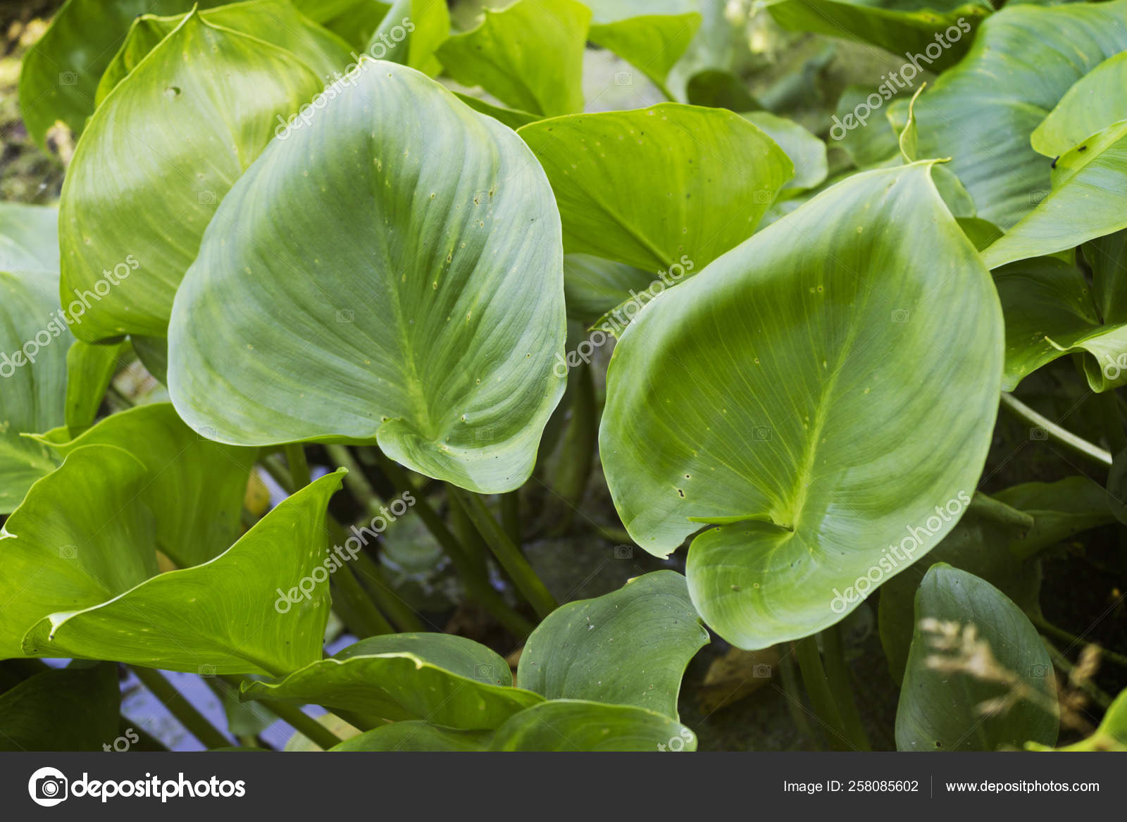 Plantas Calla Palustris Junio Estanque: fotografía de stock © YAYImages  #258085602 | Depositphotos