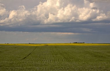 Storm clouds approaching Saskatchewan canola crop clipart