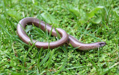 A juvenile Anguis fragilis, also known as a slow worm, slowworm, blind worm or glass lizard, and often mistaken for a snake. clipart