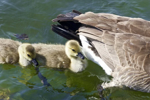 Filhotes Bonitos Canadá Gansos Estão Nadando Depois Sua Mãe — Fotografia de Stock