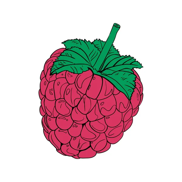 Farbvektorabbildung Himbeeren Symbol Vektorillustration — Stockfoto