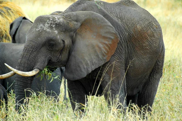 Gran Elefante Africano Madre Del Serengeti Tanzania —  Fotos de Stock