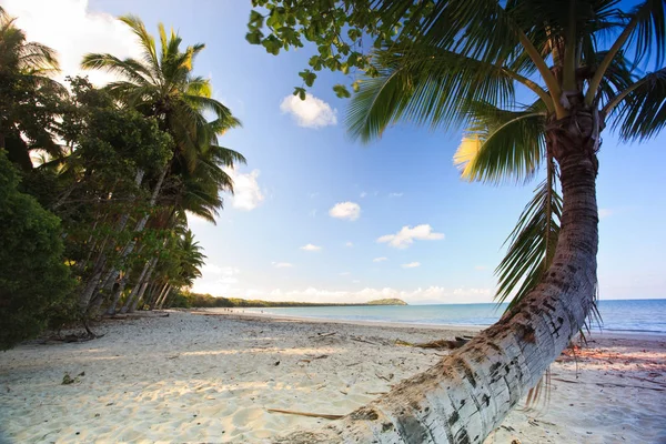 Palmeira Com Vista Para Uma Praia Tropical Com Areia Dourada — Fotografia de Stock