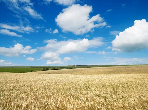 Field Wheat Cloudy Sky — Stock Photo, Image