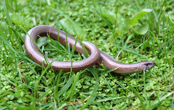 Cobra-cega (Typhlops reticulatus).