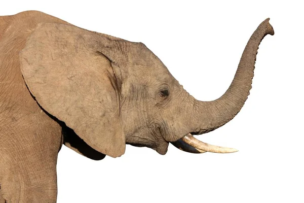 Africký Slon Páchnoucí Vzduchem Vyvýšené Chobotem — Stock fotografie
