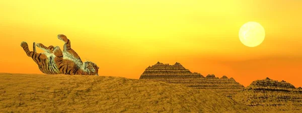 Tiger Spielt Bei Sonnenuntergang Auf Einem Berg Der Wüste — Stockfoto