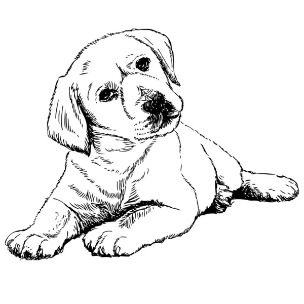 Labrador dibujo fotos de stock, imágenes de Labrador dibujo sin royalties |  Depositphotos