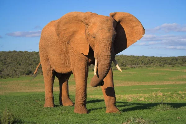 Elefante Africano Naturaleza Salvaje Durante Día —  Fotos de Stock