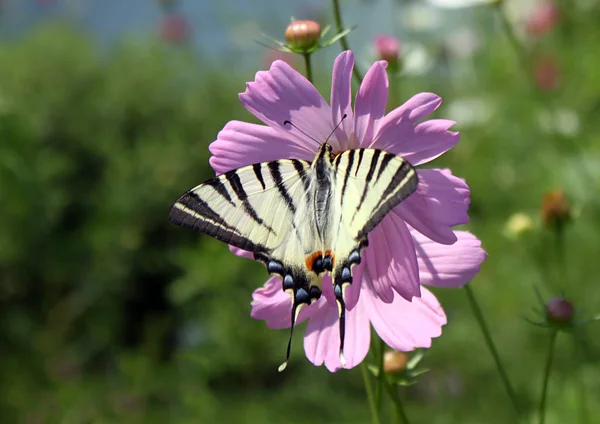 Vlinder Schaars Swallowtail Bloem Kosmos — Stockfoto