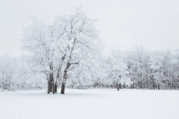 Θέα Των Δέντρων Που Καλύπτονται Από Χιόνι — Φωτογραφία Αρχείου