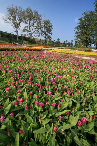 Royal Flora Expo Chiang Mai Tailandia — Foto de Stock