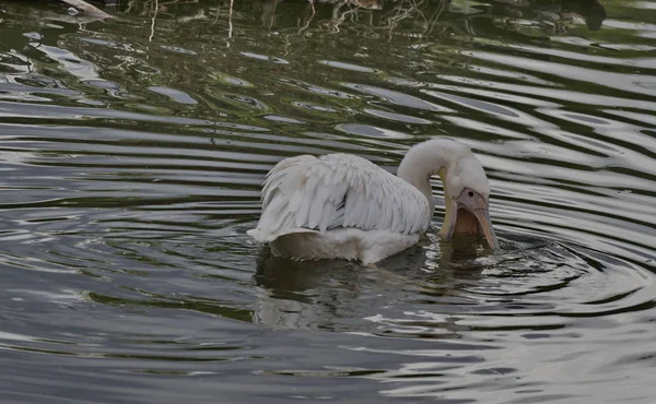 Один Белый Пеликан Ловит Рыбу Пруду — стоковое фото