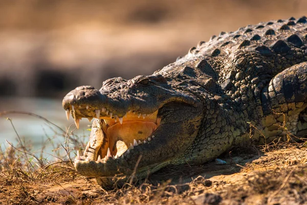 Krokodil Baring Fogak Chobe Nemzeti Park Botswana — Stock Fotó