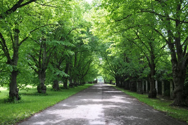 绿色小巷在爱沙尼亚 — 图库照片