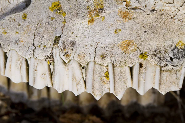 Vue Rapprochée Mâchoire Avec Les Dents Mouton Sur Sol — Photo