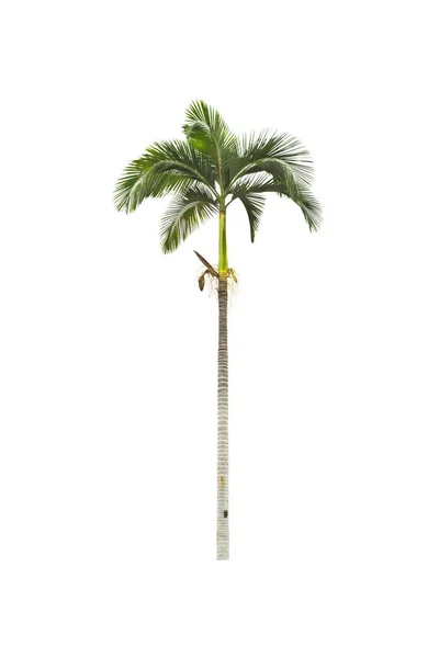Beyaz Zemin Üzerinde Palmiye Ağacı — Stok fotoğraf