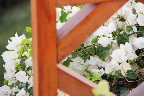 Ξύλινο Φράχτη Και Λευκά Λουλούδια Κήπος Πολυετή Και Ετήσια Φυτά — Φωτογραφία Αρχείου