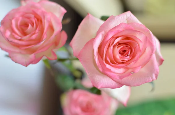 Rosa Primavera Rosa Flor Sobre Mesa — Foto de Stock