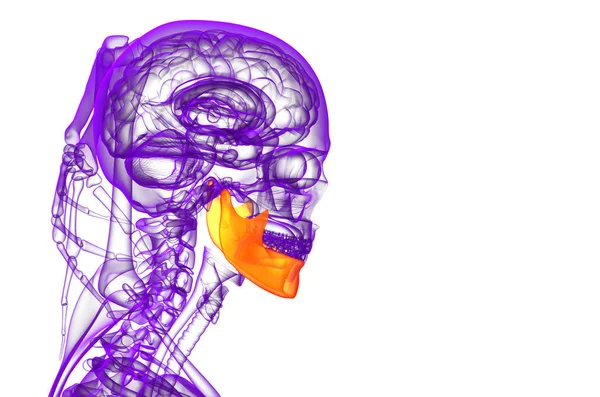 レンダリングされた図 顎の骨 側面図 — ストック写真