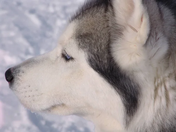 Собака Хаски Зимой — стоковое фото