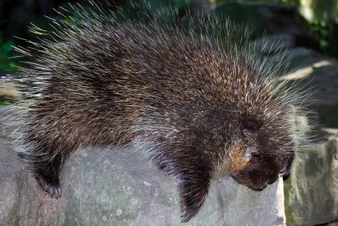 Picture of a big porcupine on a rock clipart