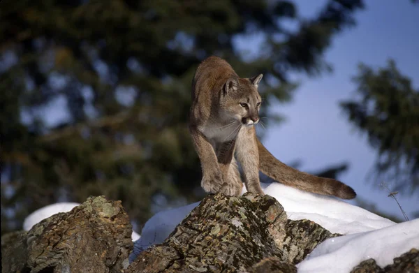 Adult Mountain Lion Hopkrusade Söker Prety — Stockfoto