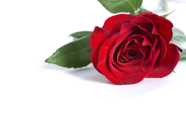 Валентиновая Роза Твоей Возлюбленной — стоковое фото