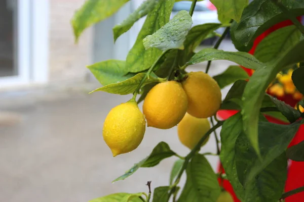 Lemon Pohon Dengan Buah Kuning Cerah — Stok Foto