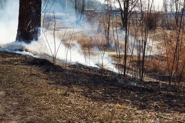 Strong fire in the forest on the lake. A lot of smoke on the background of the trees. Ashes, and fire on dry grass, close-up. Large black burned area on the river bank