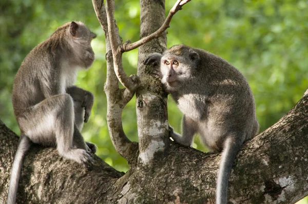 Wild Monkey Light Indonesia Bali Ubud Asia — Stock Photo, Image