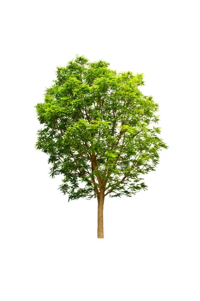 Tree Isolate White Background — Stock Photo, Image