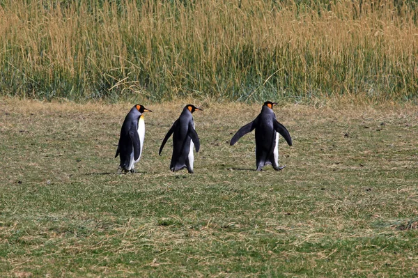 King Penguins Living Wild Parque Pinguino Rey Tierra Del Fuego — Stock Photo, Image
