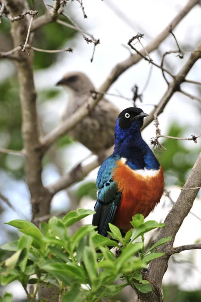 Colourful Bird Superb Starling Sits Branch Bright Blue Green Background — Stock Photo, Image