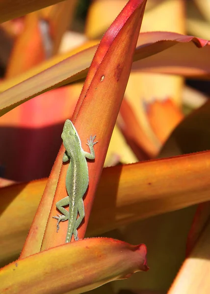 Eine Kleine Grüne Anole Sonnt Sich Auf Einer Leuchtend Orangen — Stockfoto