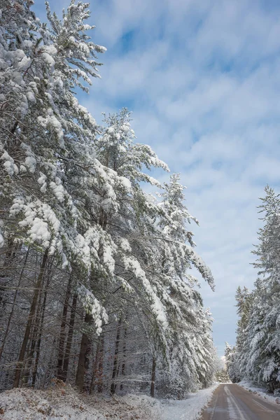 Une Matinée Hiver Ensoleillée Glacée Éclaire Les Forêts Drapées Neige — Photo