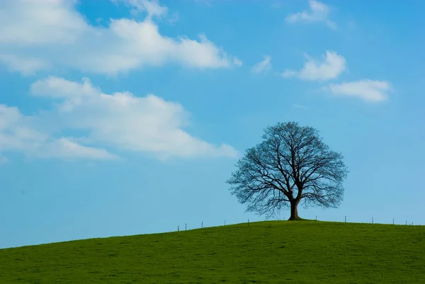 Maple Árvore Dominante Horizonte Contra Céus Azuis — Fotografia de Stock