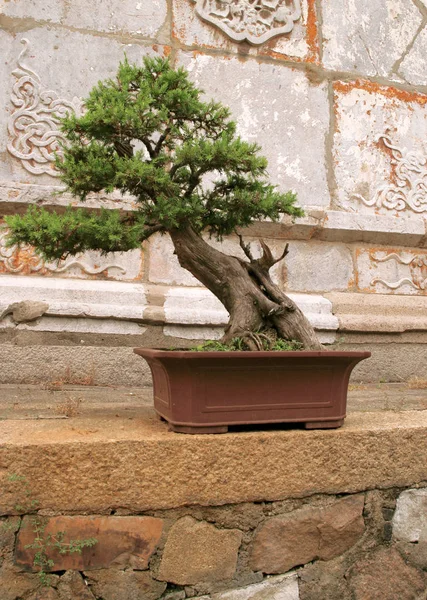 Bonsai Tree Oriental Wall — Stock Photo, Image