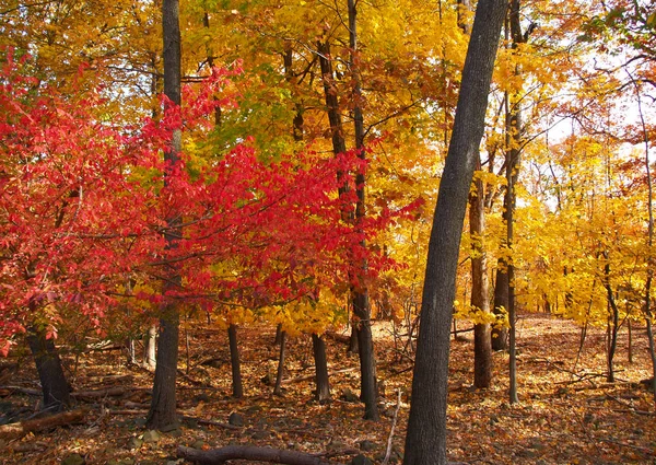 뉴저지의 공원에서 이변하는 나무들 — 스톡 사진