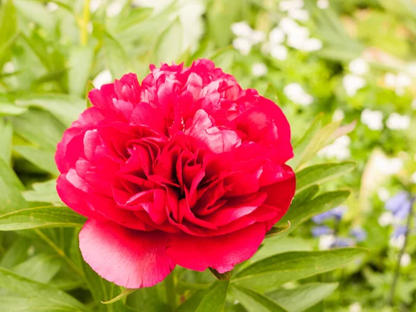 Bela Cabeça Flor Exuberante Vermelho Grande Fora Jardim — Fotografia de Stock
