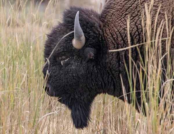 Bisonte Cordillera Nacional Bisonte Montana — Foto de Stock