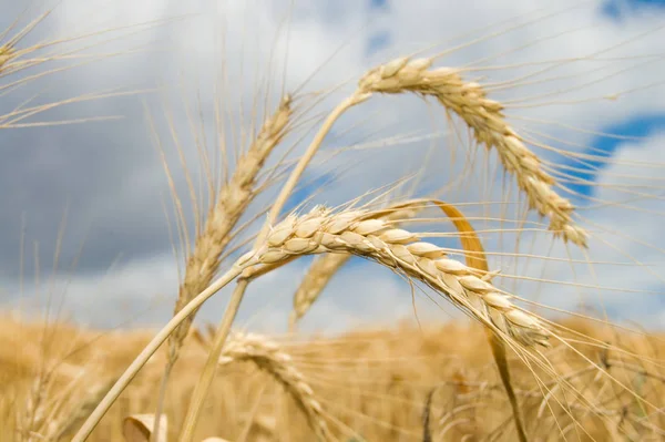 Ear Wheat Dark Blue Sky Background — Φωτογραφία Αρχείου